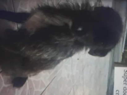 Cachorro raça SRD-ViraLata idade 2 anos nome Belinha