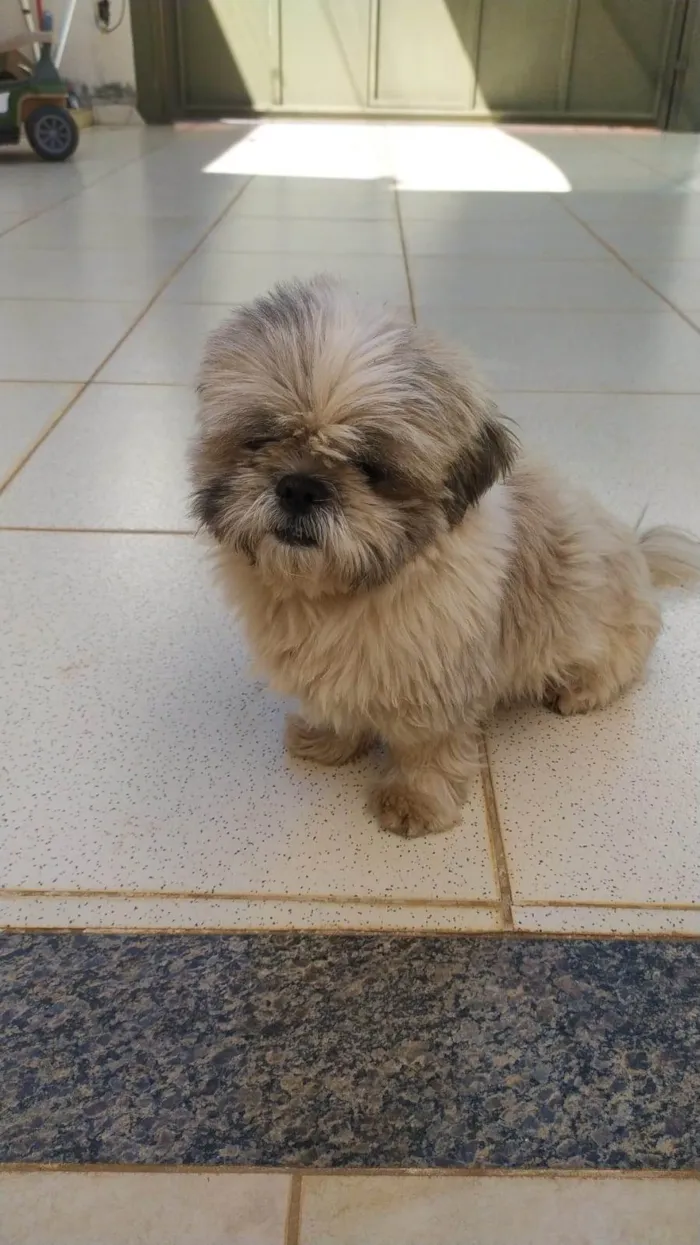 Cachorro ra a Shitzu idade 1 ano nome Nathalia