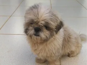 Cachorro raça Shitzu idade 1 ano nome Nathalia