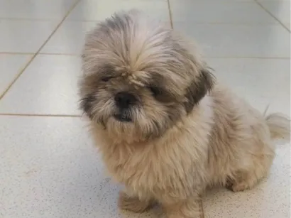 Cachorro raça Shitzu idade 1 ano nome Nathalia