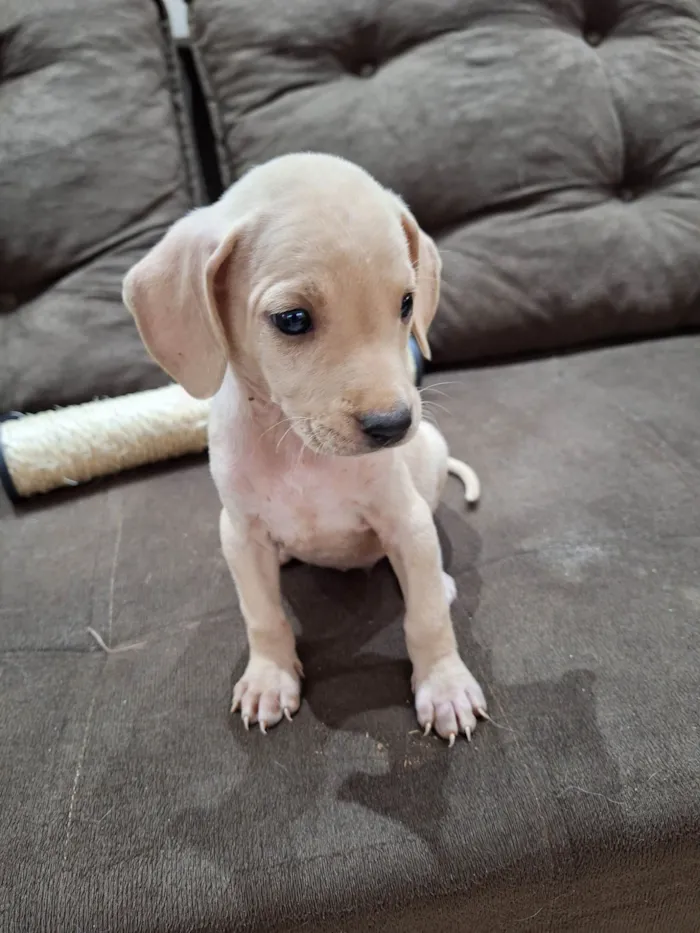 Cachorro ra a SRD-ViraLata idade Abaixo de 2 meses nome Marley