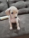 Marley