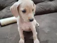 Marley