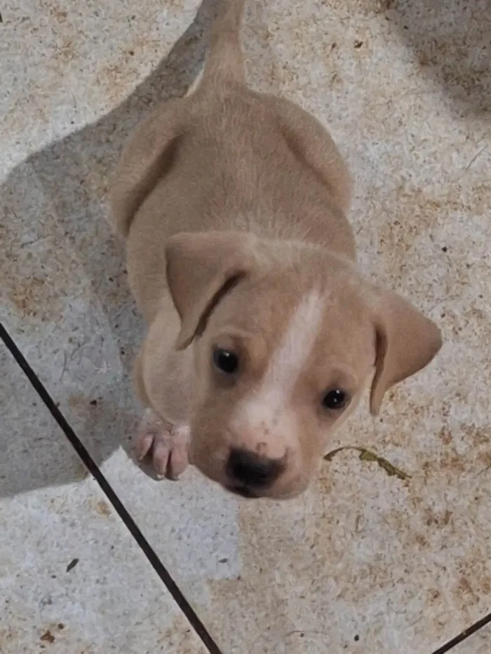 Cachorro ra a SRD-ViraLata idade Abaixo de 2 meses nome Sem nome 