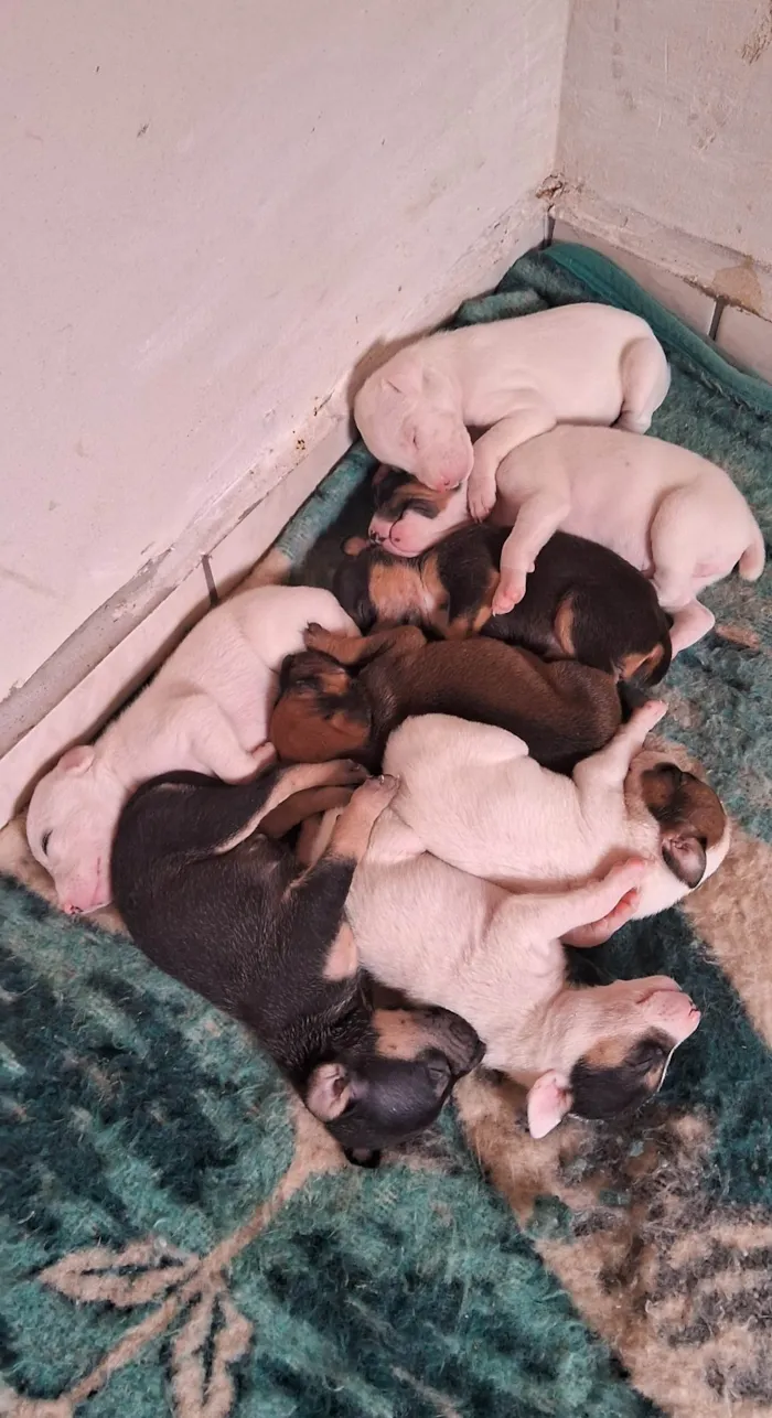 Cachorro ra a SRD-ViraLata idade Abaixo de 2 meses nome Filhotes para Doação