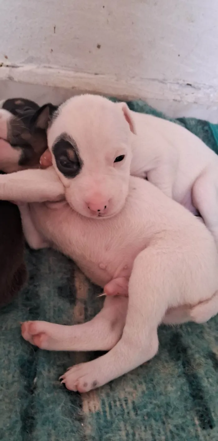 Cachorro ra a SRD-ViraLata idade Abaixo de 2 meses nome Filhotes para Doação