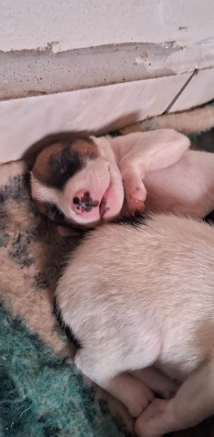 Cachorro ra a SRD-ViraLata idade Abaixo de 2 meses nome Filhotes para Doação