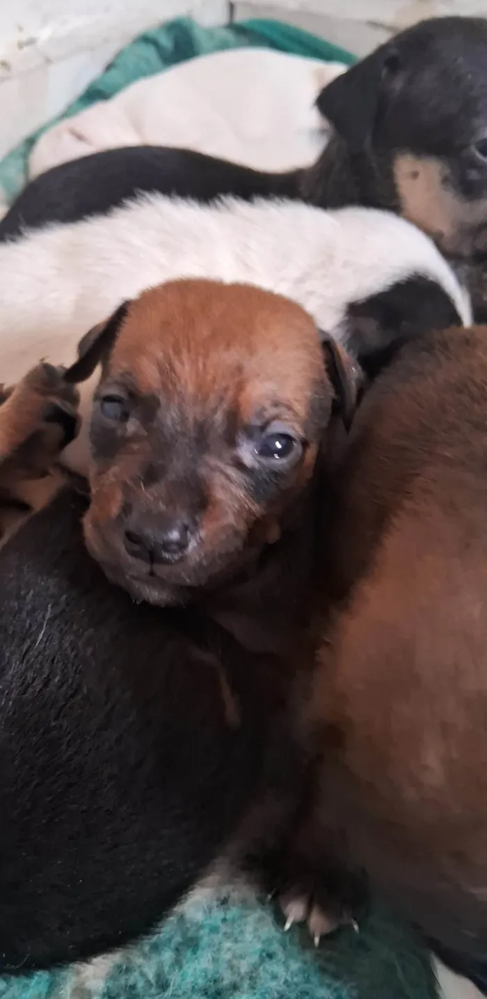 Cachorro ra a SRD-ViraLata idade Abaixo de 2 meses nome Filhotes para Doação