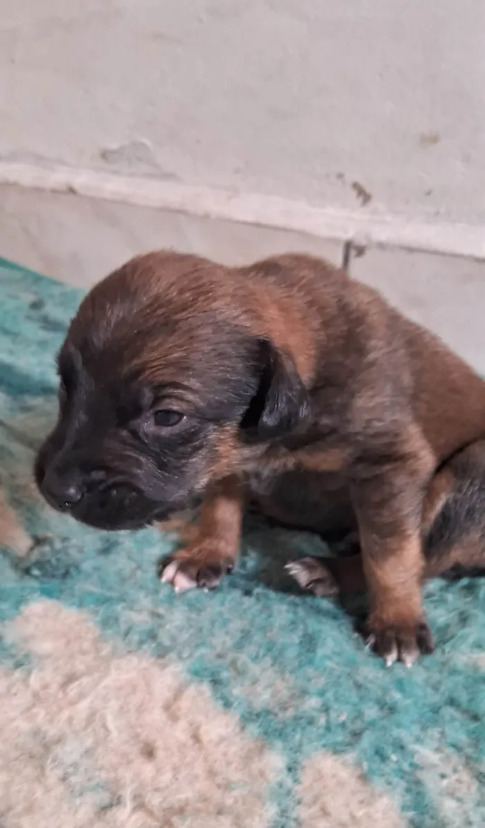 Cachorro ra a SRD-ViraLata idade Abaixo de 2 meses nome Filhotes para Doação