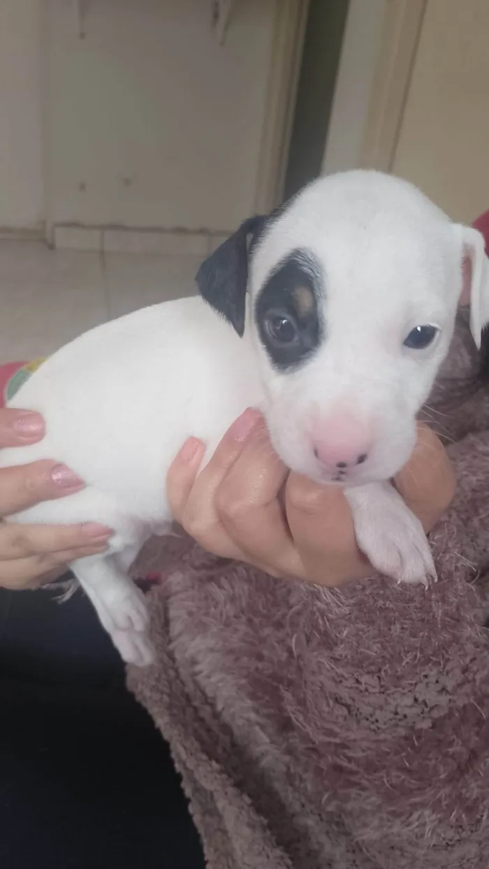 Cachorro ra a SRD-ViraLata idade Abaixo de 2 meses nome Filhotes para Doação