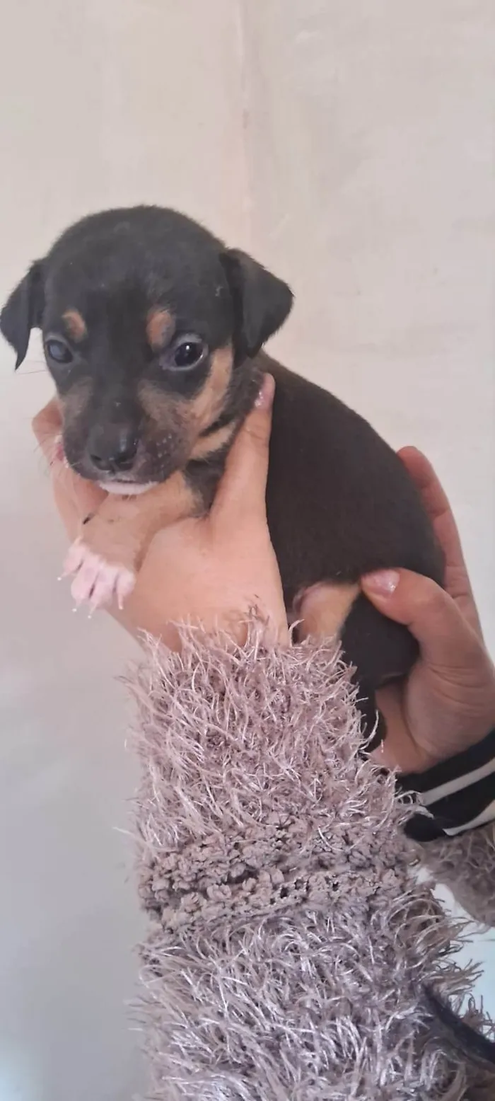 Cachorro ra a SRD-ViraLata idade Abaixo de 2 meses nome Filhotes para Doação