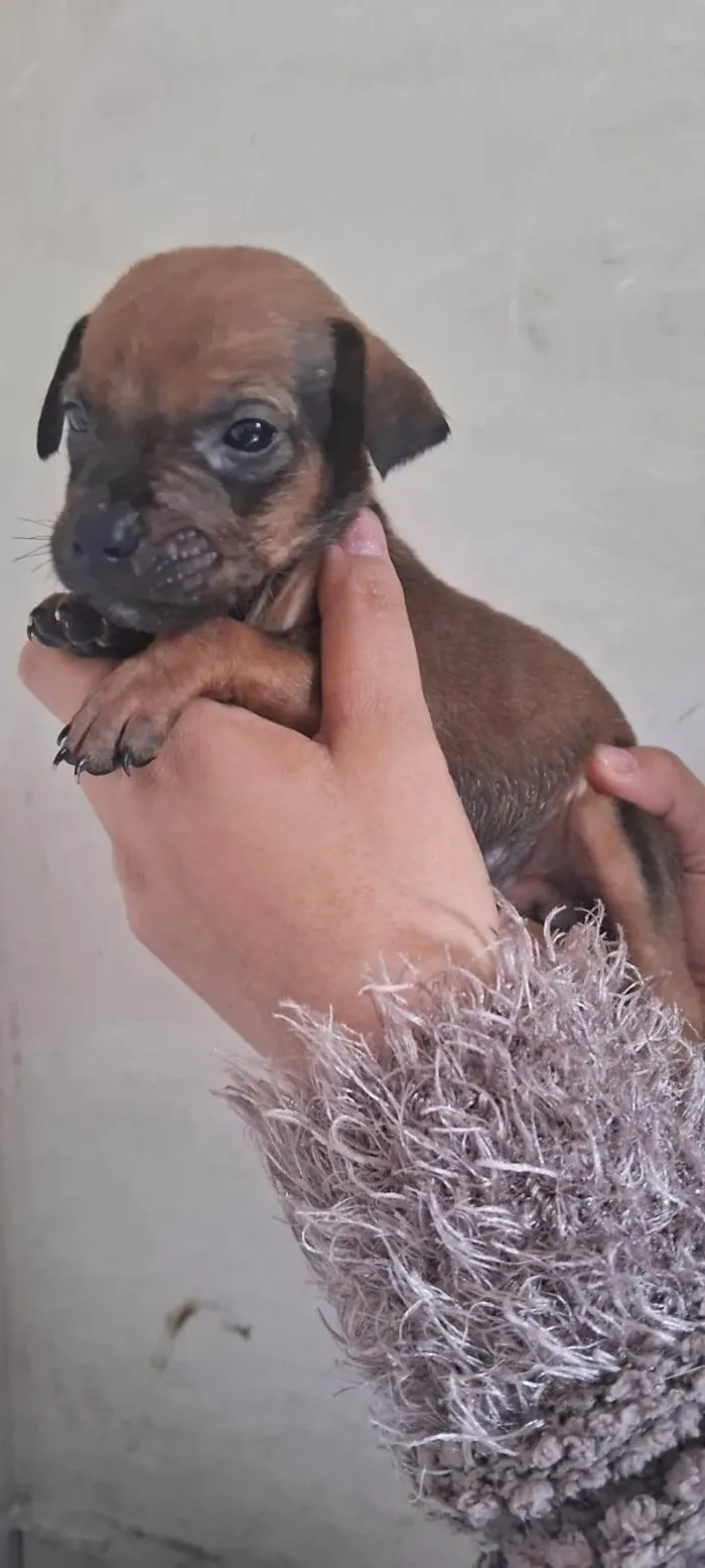 Cachorro ra a SRD-ViraLata idade Abaixo de 2 meses nome Filhotes para Doação