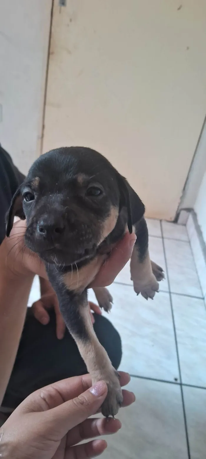 Cachorro ra a SRD-ViraLata idade Abaixo de 2 meses nome Filhotes para Doação