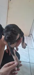 Filhotes para Doação