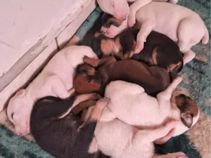 Cachorro raça SRD-ViraLata idade Abaixo de 2 meses nome Filhotes para Doação