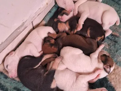 Cachorro raça SRD-ViraLata idade Abaixo de 2 meses nome Filhotes para Doação