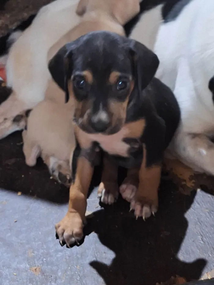 Cachorro ra a SRD-ViraLata idade Abaixo de 2 meses nome Sem nome 