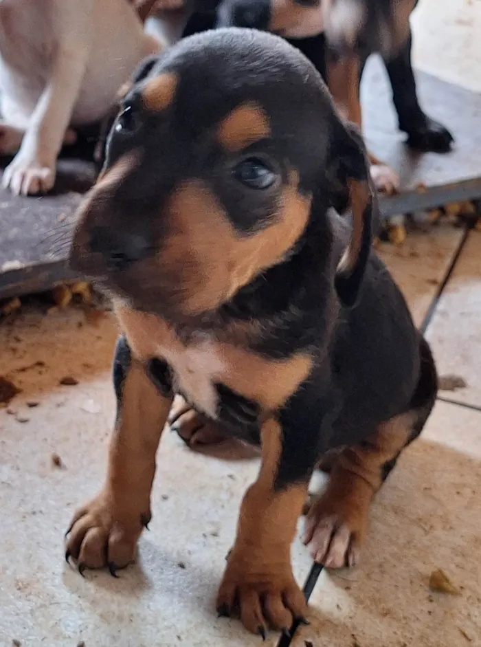 Cachorro ra a SRD-ViraLata idade Abaixo de 2 meses nome Sem nome 