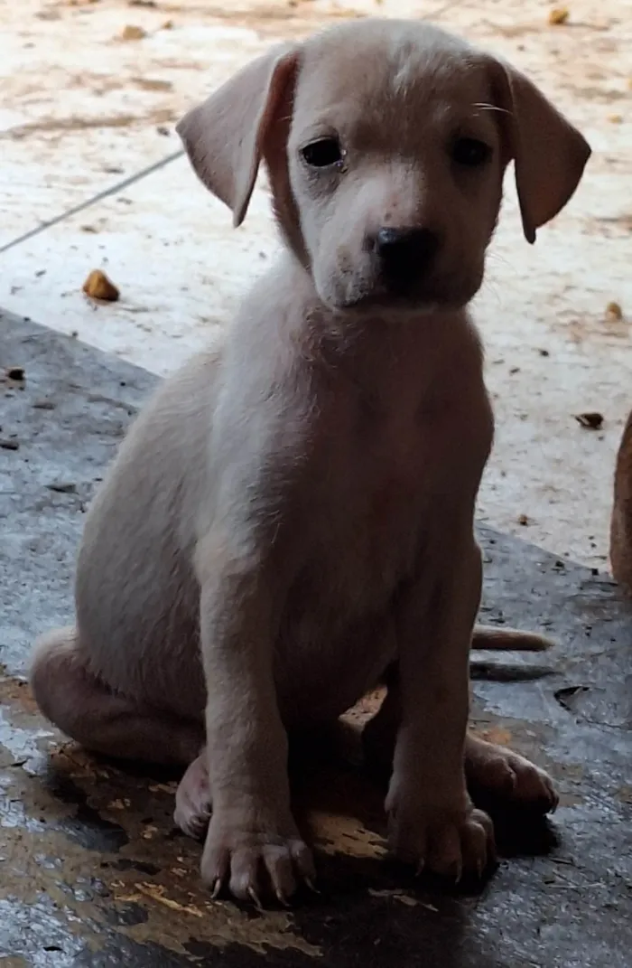 Cachorro ra a SRD-ViraLata idade Abaixo de 2 meses nome Flora