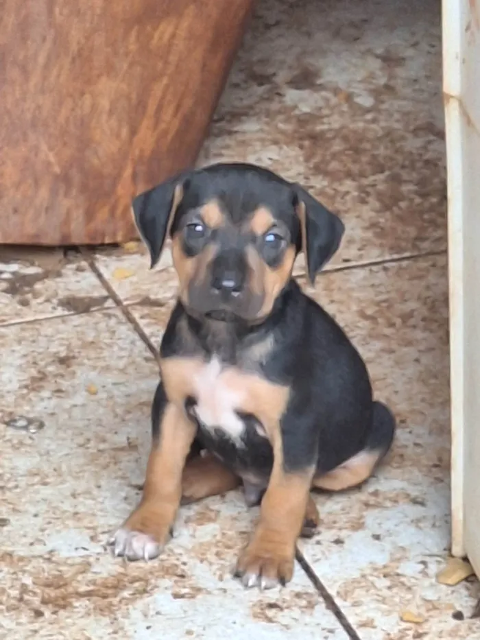 Cachorro ra a SRD-ViraLata idade Abaixo de 2 meses nome Romeo