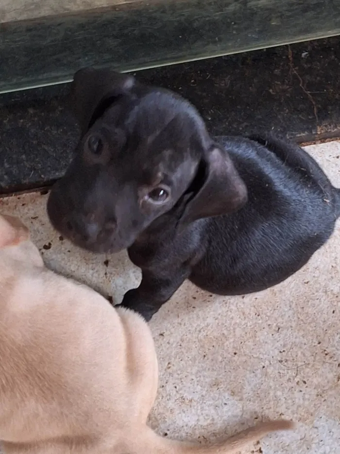 Cachorro ra a SRD-ViraLata idade Abaixo de 2 meses nome Sem nome 