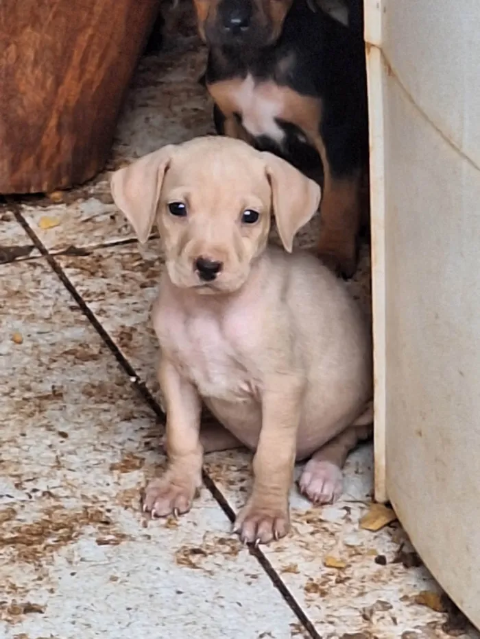 Cachorro ra a SRD-ViraLata idade Abaixo de 2 meses nome Sem nome 