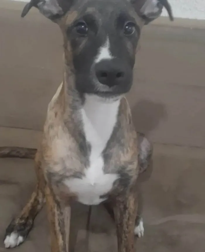 Cachorro ra a SRD-ViraLata idade 7 a 11 meses nome JOE