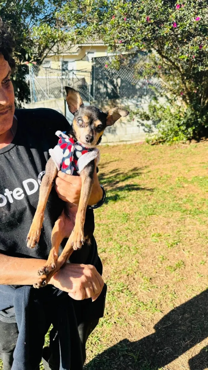 Cachorro ra a Pinscher idade 6 ou mais anos nome Lucia