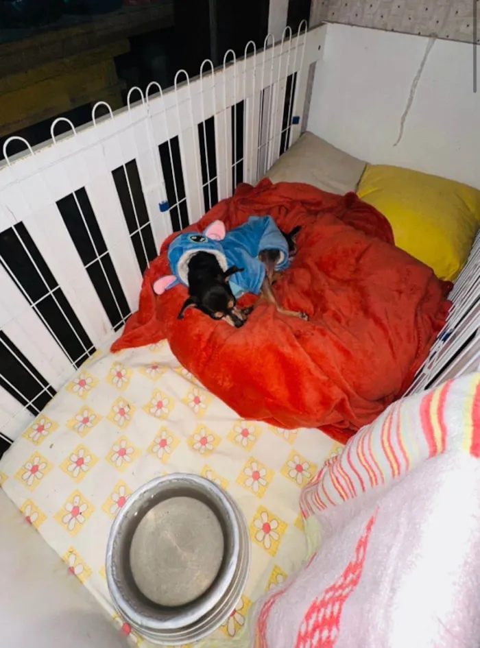 Cachorro ra a Pinscher idade 6 ou mais anos nome Lucia