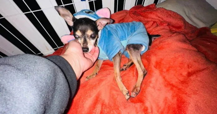 Cachorro ra a Pinscher idade 6 ou mais anos nome Lucia