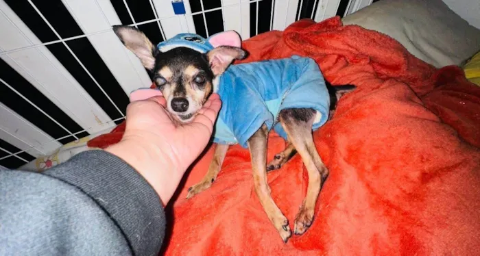 Cachorro ra a Pinscher idade 6 ou mais anos nome Lucia