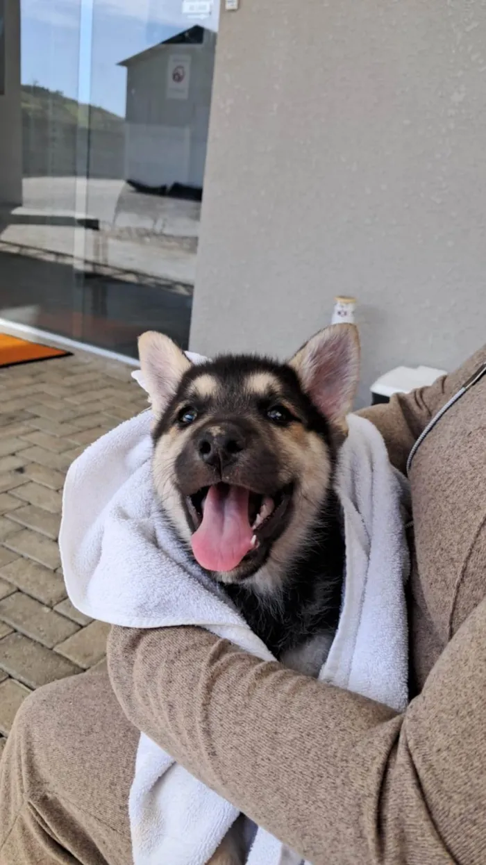 Cachorro ra a Pastor Alemão idade Abaixo de 2 meses nome Scoby