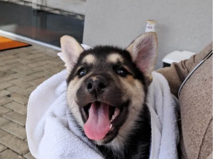 Cachorro ra a Pastor Alemão idade Abaixo de 2 meses nome Scoby