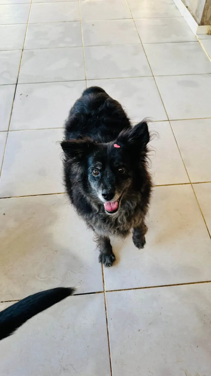Cachorro ra a SRD-ViraLata idade 6 ou mais anos nome Meg