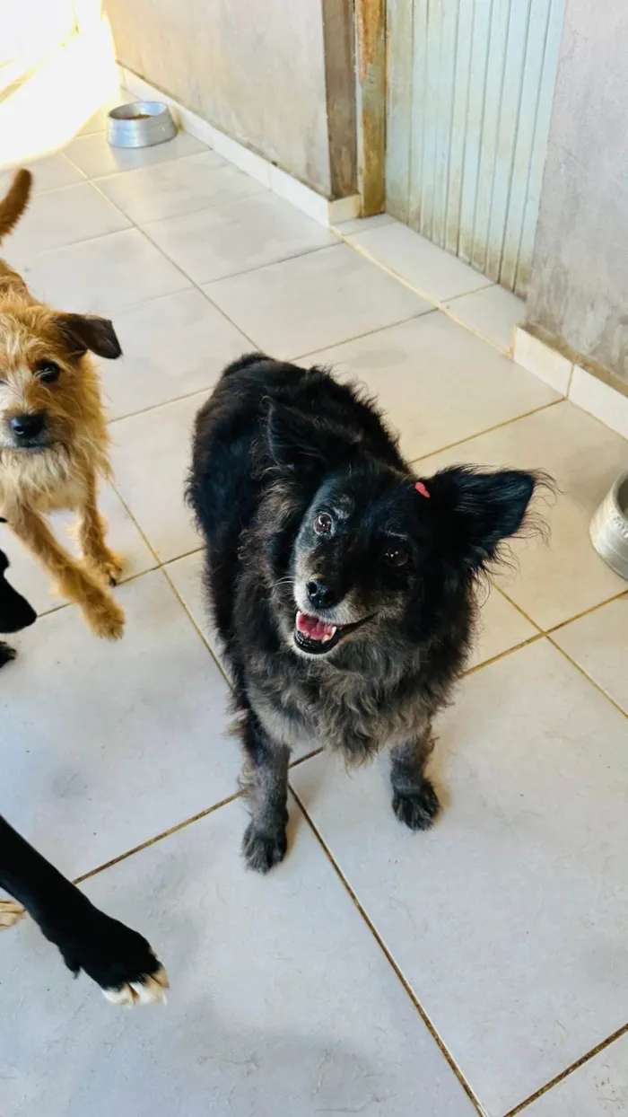 Cachorro ra a SRD-ViraLata idade 6 ou mais anos nome Meg