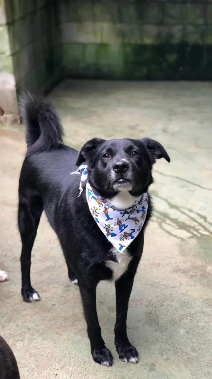 Cachorro ra a SRD-ViraLata idade 5 anos nome Neto