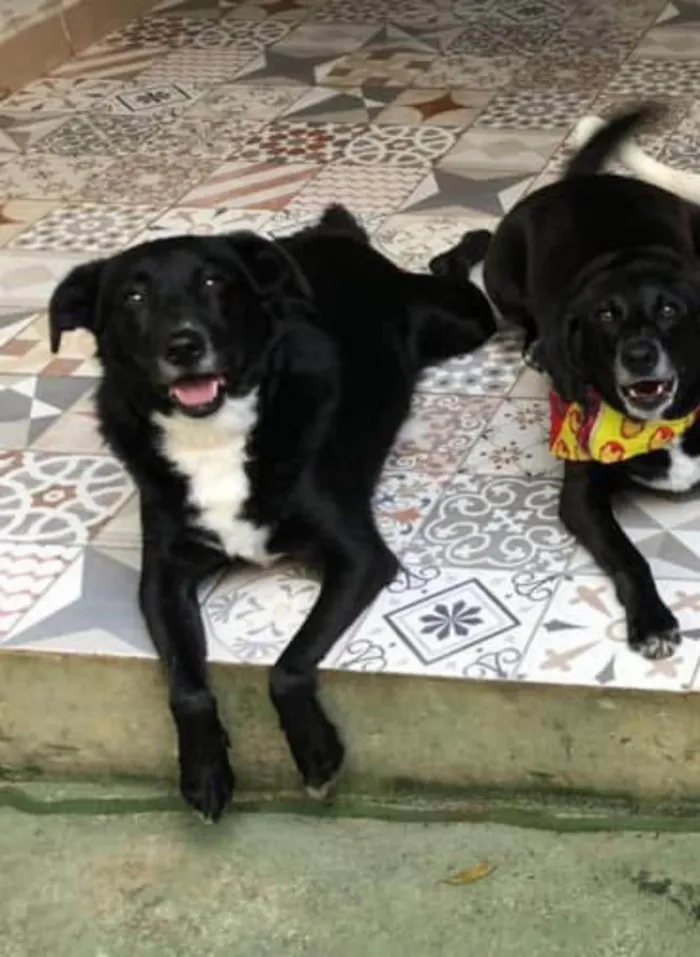 Cachorro ra a SRD-ViraLata idade 5 anos nome Neto