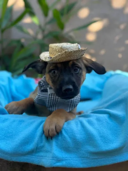 Cachorro raça SRD-ViraLata idade 2 a 6 meses nome Itam