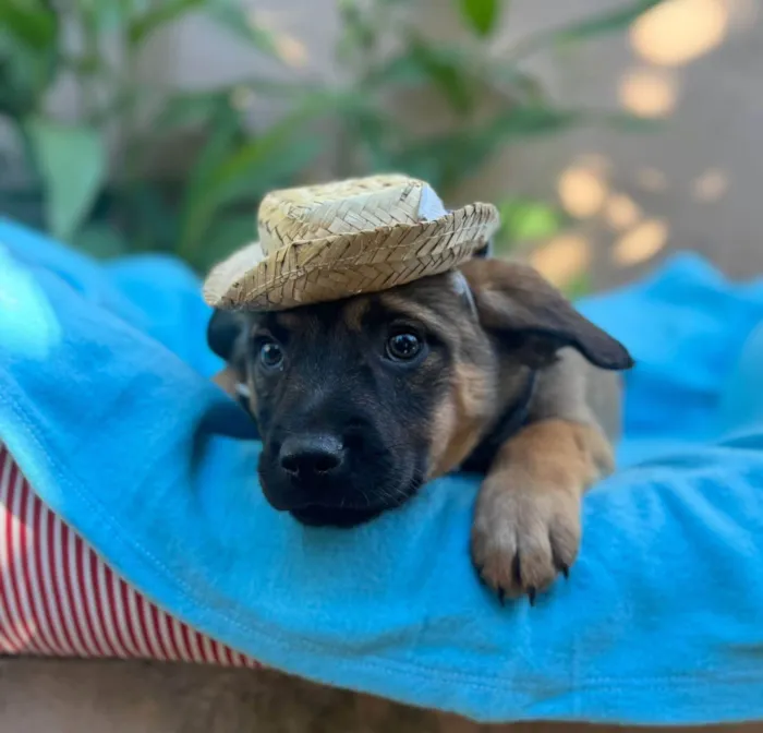 Cachorro ra a SRD-ViraLata idade 2 a 6 meses nome Itam