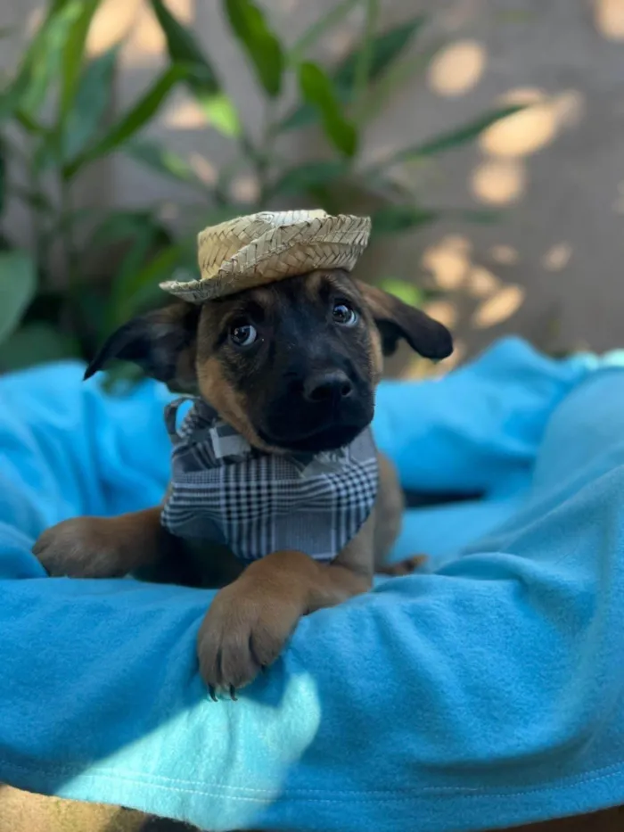 Cachorro ra a SRD-ViraLata idade 2 a 6 meses nome Itam