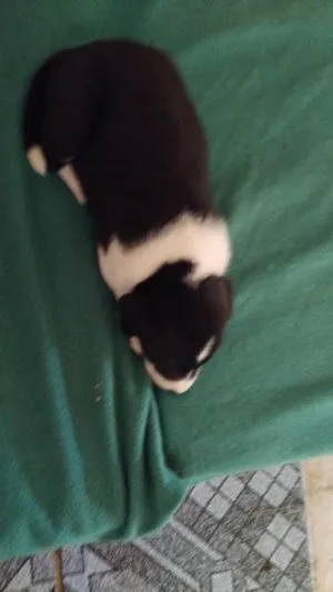 Cachorro raça SRD-ViraLata idade Abaixo de 2 meses nome Sem nome