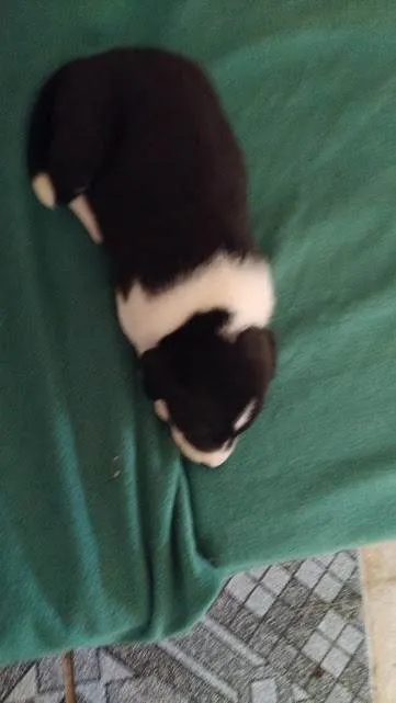 Cachorro ra a SRD-ViraLata idade Abaixo de 2 meses nome Sem nome