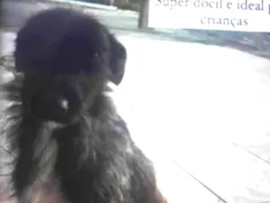 Cachorro raça SRD-ViraLata idade 2 anos nome Belinha