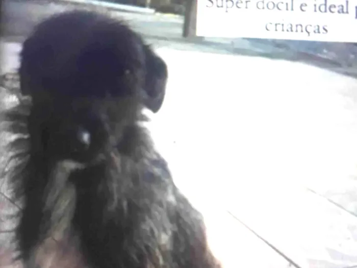 Cachorro ra a SRD-ViraLata idade 2 anos nome Belinha