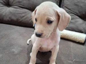 Cachorro raça SRD-ViraLata idade Abaixo de 2 meses nome Marley