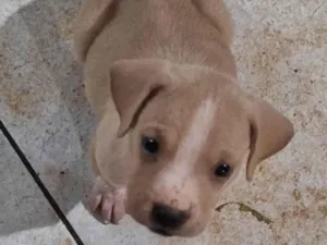 Cachorro raça SRD-ViraLata idade Abaixo de 2 meses nome Sem nome 
