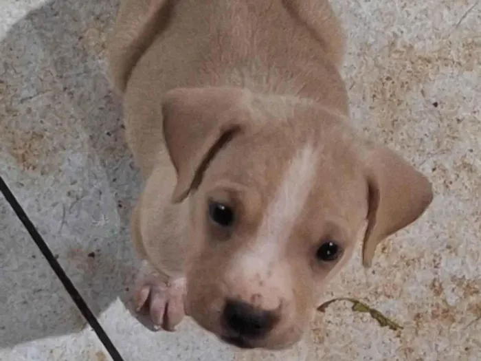 Cachorro ra a SRD-ViraLata idade Abaixo de 2 meses nome Sem nome 