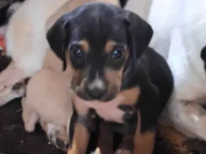 Cachorro raça SRD-ViraLata idade Abaixo de 2 meses nome Sem nome 
