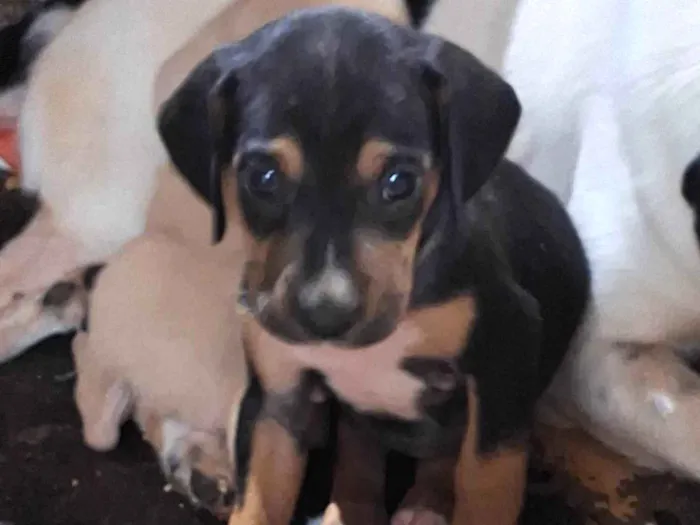 Cachorro ra a SRD-ViraLata idade Abaixo de 2 meses nome Sem nome 