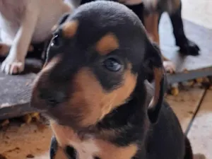 Cachorro raça SRD-ViraLata idade Abaixo de 2 meses nome Sem nome 